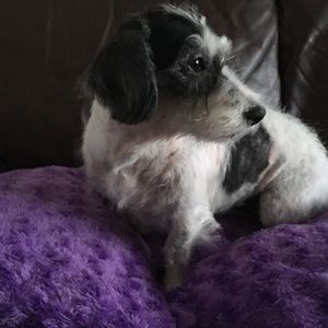 Meet your Posher, Mya